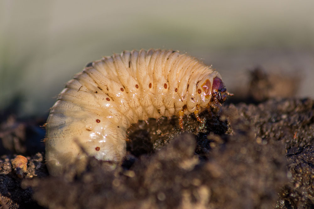 8 Ways to Get Rid of Armyworms